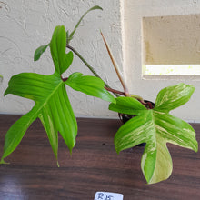 Load image into Gallery viewer, #R15 Philodendron Florida Beauty