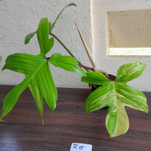 Load image into Gallery viewer, #R15 Philodendron Florida Beauty