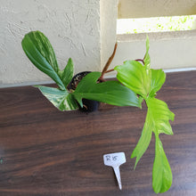 Load image into Gallery viewer, #R15 Philodendron Florida Beauty