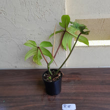 Load image into Gallery viewer, #R15 Philodendron Florida Beauty