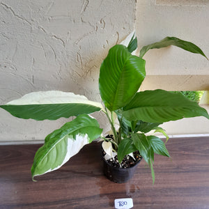 #R30 Spathiphyllum Picasso