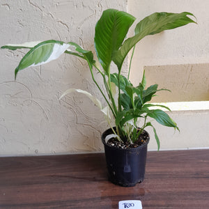 #R30 Spathiphyllum Picasso