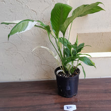 Load image into Gallery viewer, #R30 Spathiphyllum Picasso