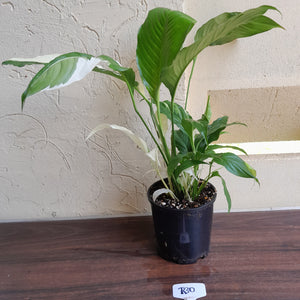 #R30 Spathiphyllum Picasso