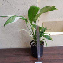 Load image into Gallery viewer, #R30 Spathiphyllum Picasso