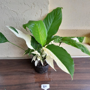 #R30 Spathiphyllum Picasso