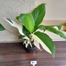 Load image into Gallery viewer, #R30 Spathiphyllum Picasso