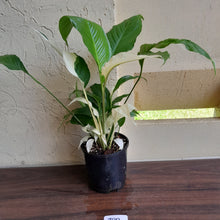 Load image into Gallery viewer, #R30 Spathiphyllum Picasso