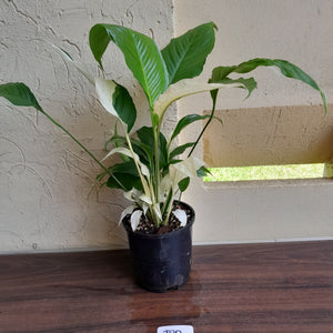 #R30 Spathiphyllum Picasso