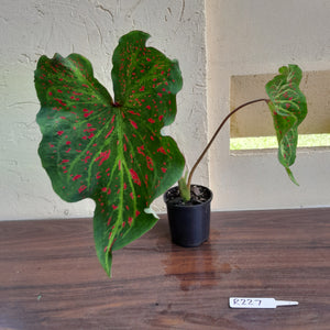 #R227 Caladium