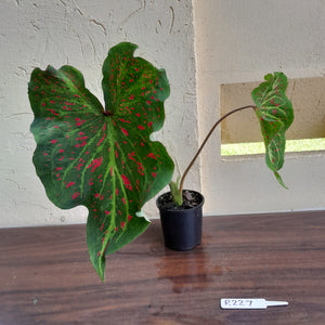 #R227 Caladium