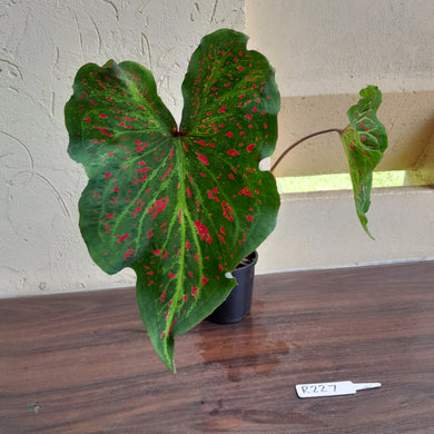 #R227 Caladium