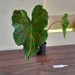 #R227 Caladium