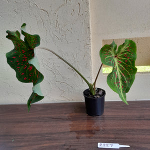 #R227 Caladium