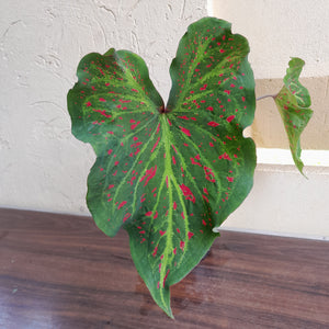 #R227 Caladium