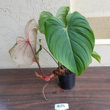 Load image into Gallery viewer, #R54 Philodendron Pastazanum x Gloriosum - (Not the original Dean Mcdowell hybrid. Is a recreation)
