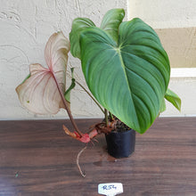 Load image into Gallery viewer, #R54 Philodendron Pastazanum x Gloriosum - (Not the original Dean Mcdowell hybrid. Is a recreation)