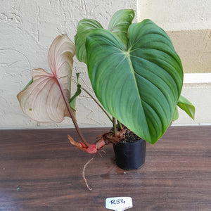 #R54 Philodendron Pastazanum x Gloriosum - (Not the original Dean Mcdowell hybrid. Is a recreation)