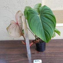 Load image into Gallery viewer, #R54 Philodendron Pastazanum x Gloriosum - (Not the original Dean Mcdowell hybrid. Is a recreation)