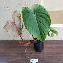 Load image into Gallery viewer, #R54 Philodendron Pastazanum x Gloriosum - (Not the original Dean Mcdowell hybrid. Is a recreation)