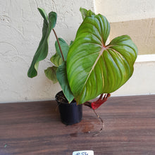 Load image into Gallery viewer, #R54 Philodendron Pastazanum x Gloriosum - (Not the original Dean Mcdowell hybrid. Is a recreation)