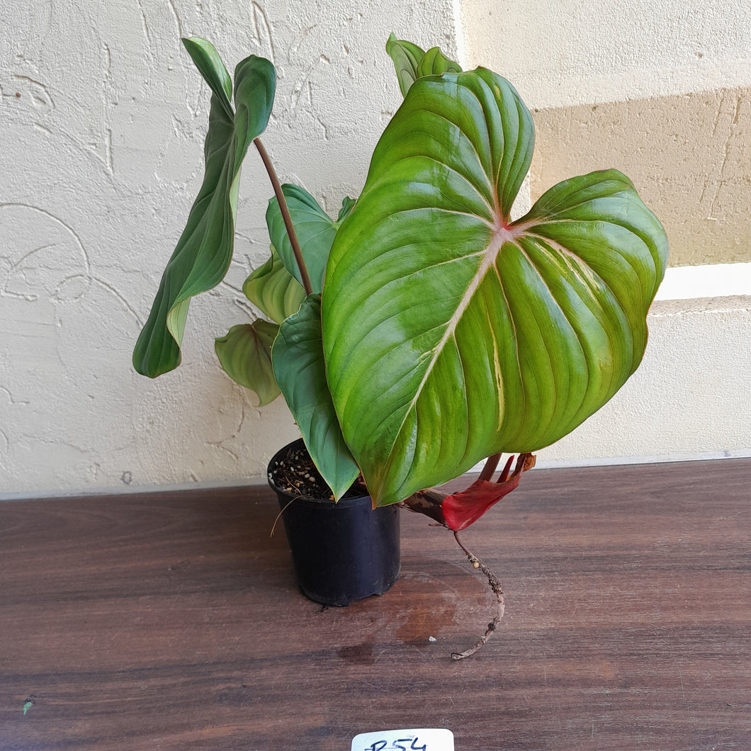 #R54 Philodendron Pastazanum x Gloriosum - (Not the original Dean Mcdowell hybrid. Is a recreation)