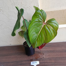 Load image into Gallery viewer, #R54 Philodendron Pastazanum x Gloriosum - (Not the original Dean Mcdowell hybrid. Is a recreation)