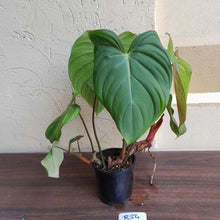 Load image into Gallery viewer, #R54 Philodendron Pastazanum x Gloriosum - (Not the original Dean Mcdowell hybrid. Is a recreation)