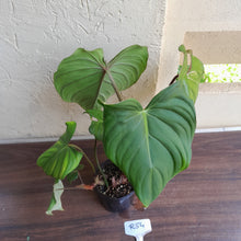 Load image into Gallery viewer, #R54 Philodendron Pastazanum x Gloriosum - (Not the original Dean Mcdowell hybrid. Is a recreation)