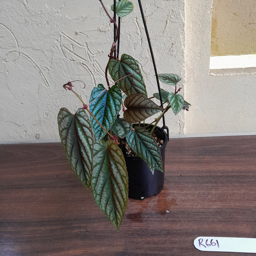 #R661 Cissus Discolor