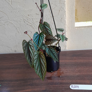 #R661 Cissus Discolor