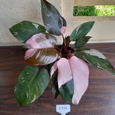 #R776 Multi-headed Philodendron Pink Princess - Amazing Variegation
