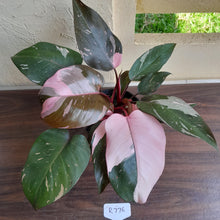 Load image into Gallery viewer, #R776 Multi-headed Philodendron Pink Princess - Amazing Variegation