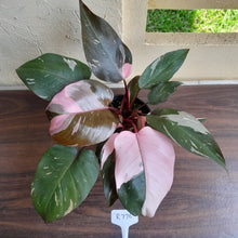 Load image into Gallery viewer, #R776 Multi-headed Philodendron Pink Princess - Amazing Variegation