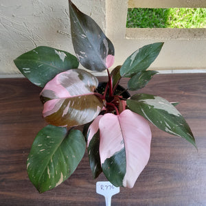 #R776 Multi-headed Philodendron Pink Princess - Amazing Variegation