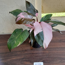 Load image into Gallery viewer, #R776 Multi-headed Philodendron Pink Princess - Amazing Variegation