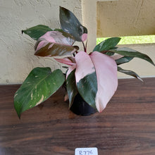 Load image into Gallery viewer, #R776 Multi-headed Philodendron Pink Princess - Amazing Variegation