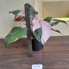 Load image into Gallery viewer, #R776 Multi-headed Philodendron Pink Princess - Amazing Variegation