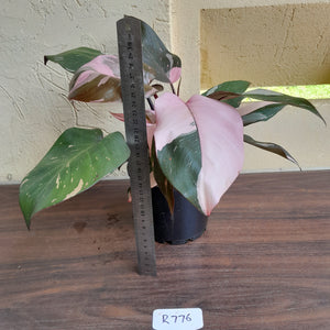 #R776 Multi-headed Philodendron Pink Princess - Amazing Variegation