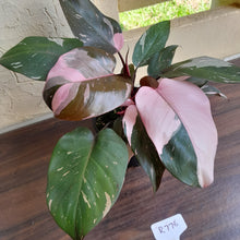 Load image into Gallery viewer, #R776 Multi-headed Philodendron Pink Princess - Amazing Variegation