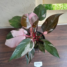 Load image into Gallery viewer, #R776 Multi-headed Philodendron Pink Princess - Amazing Variegation
