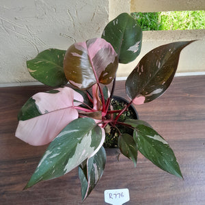 #R776 Multi-headed Philodendron Pink Princess - Amazing Variegation