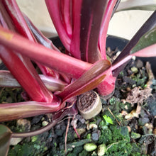 Load image into Gallery viewer, #R776 Multi-headed Philodendron Pink Princess - Amazing Variegation