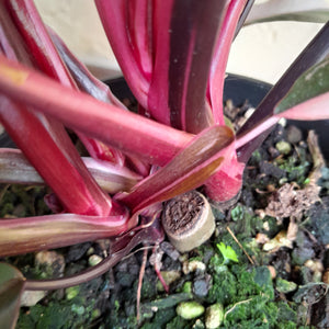 #R776 Multi-headed Philodendron Pink Princess - Amazing Variegation