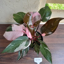 Load image into Gallery viewer, #R776 Multi-headed Philodendron Pink Princess - Amazing Variegation