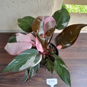 #R776 Multi-headed Philodendron Pink Princess - Amazing Variegation