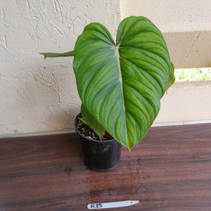 #R15 Philodendron Pastazanum x Gloriosum - (Not the original Dean Mcdowell hybrid. Is a recreation)