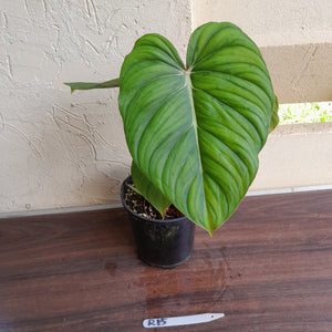 #R15 Philodendron Pastazanum x Gloriosum - (Not the original Dean Mcdowell hybrid. Is a recreation)