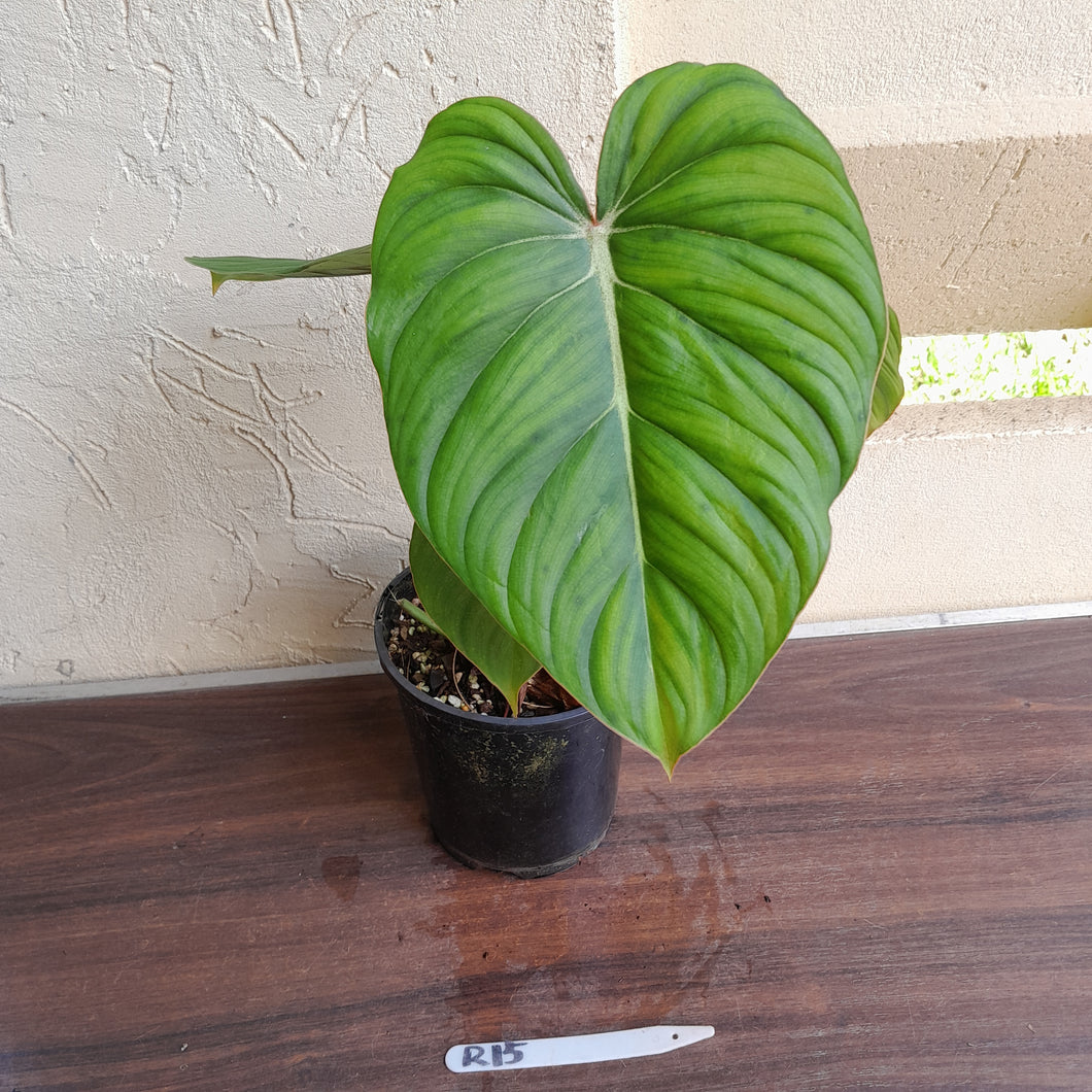 #R15 Philodendron Pastazanum x Gloriosum - (Not the original Dean Mcdowell hybrid. Is a recreation)