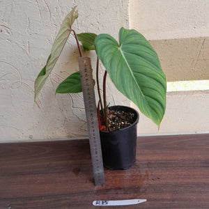 #R15 Philodendron Pastazanum x Gloriosum - (Not the original Dean Mcdowell hybrid. Is a recreation)